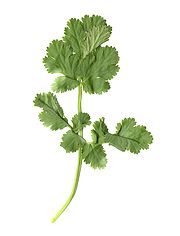 A portion of a celery leaf
